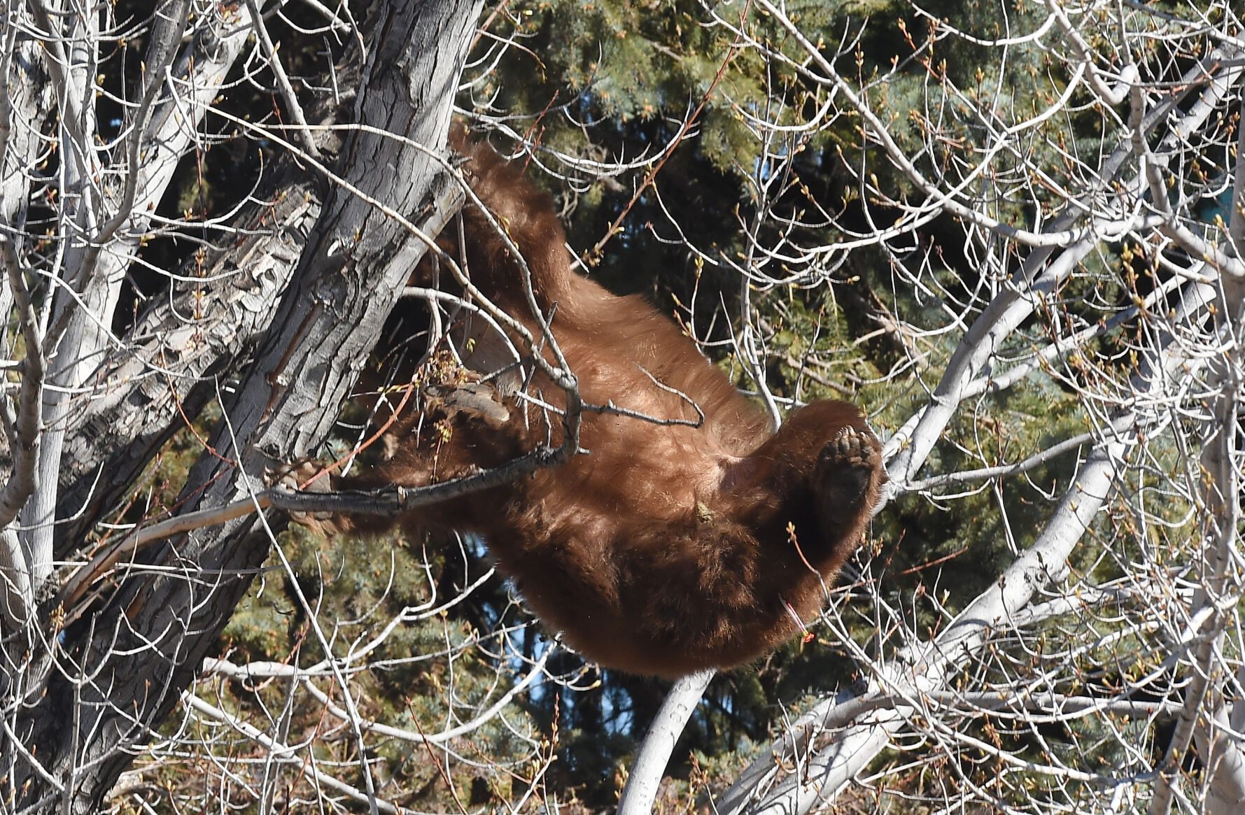 043121-news-bear 08.JPG